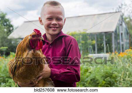 Stock Photo - Caucasian boy holding rooster on farm. Fotosearch