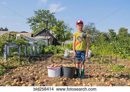 Caucasian boy standing on farm with buckets of potatoes View Large Photo Image Picture - Caucasian boy standing on farm with buckets of potatoes. Fotosearch