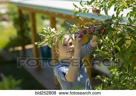 Caucasian girl picking apples from tree branch View Large Photo Image Stock Photo - Caucasian girl picking apples from tree branch. Fotosearch