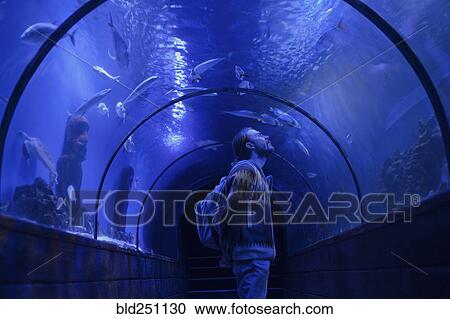 Stock Image - Caucasian man admiring fish in aquarium. Fotosearch