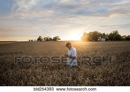 Caucasian man examining wheat in field View Large Photo Image Stock Image - Caucasian man examining wheat in field. Fotosearch