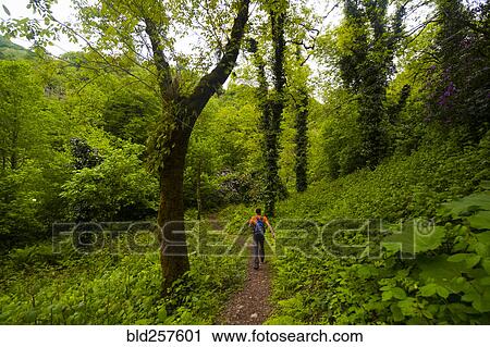 Stock Image - Caucasian man hiking on path in forest. Fotosearch