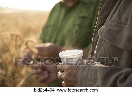 Caucasian men examining wheat View Large Photo Image Picture - Caucasian men examining wheat. Fotosearch