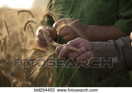 Caucasian men examining wheat View Large Photo Image Stock Image - Caucasian men examining wheat. Fotosearch