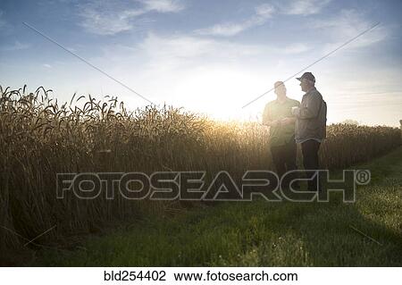 Caucasian men talking near field of wheat View Large Photo Image Stock Image - Caucasian men talking near field of wheat. Fotosearch