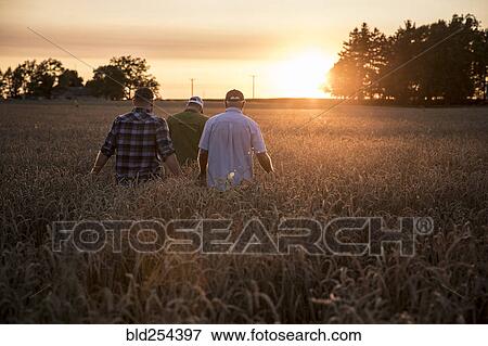 Caucasian men walking though field of wheat View Large Photo Image Stock Photo - Caucasian men walking though field of wheat. Fotosearch