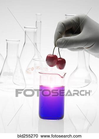 Caucasian scientist placing cherries into purple liquid View Large Photo Image Stock Image - Caucasian scientist placing cherries into purple liquid. Fotosearch