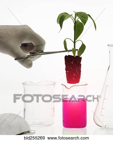Stock Photo - Caucasian scientist placing plant in pink liquid. Fotosearch