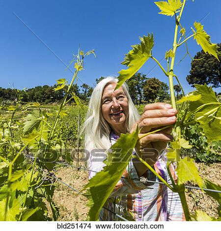 Caucasian woman examining vines View Large Photo Image Picture - Caucasian woman examining vines. Fotosearch