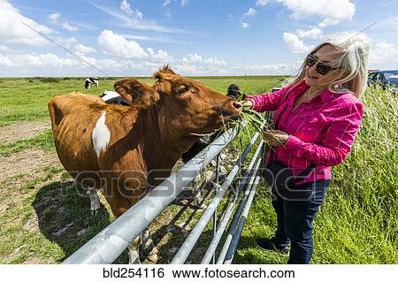 Caucasian woman feeding cow View Large Photo Image Stock Photograph - Caucasian woman feeding cow. Fotosearch