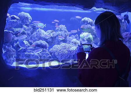 Stock Image - Caucasian woman photographing fish in aquarium. Fotosearch