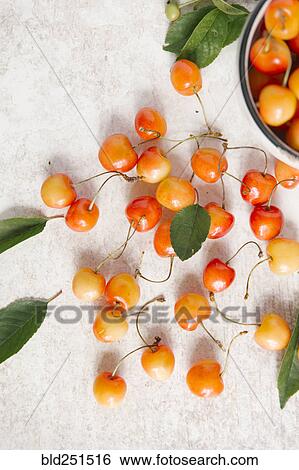 Cherries on white wooden table View Large Photo Image Stock Photograph - Cherries on white wooden table. Fotosearch