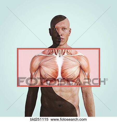 Chest muscles in man with different skin colors View Large Photo Image Stock Photography - Chest muscles in man with different skin colors. Fotosearch
