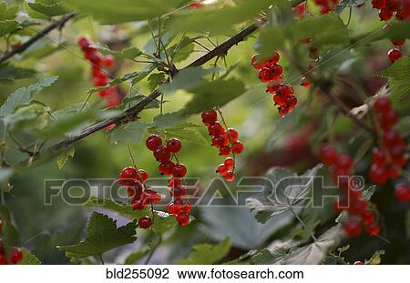 Stock Image - Close up of berries on branch. Fotosearch
