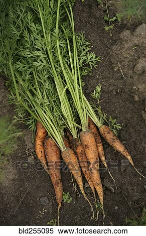 Stock Photography - Close up of carrots in dirt. Fotosearch