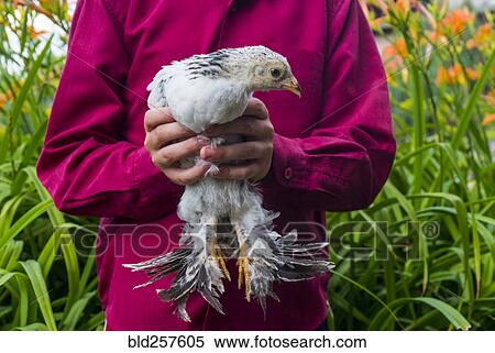 Stock Photography - Close up of Caucasian boy holding chicken. Fotosearch