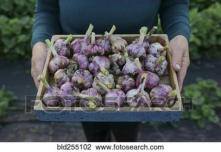 Stock Image - Close up of Caucasian woman holding tray of garlic. Fotosearch