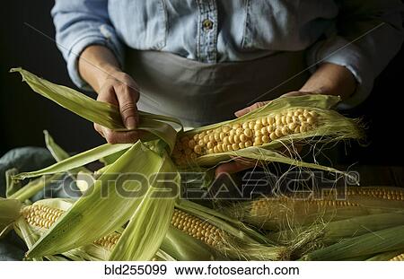 Stock Photo - Close up of Caucasian woman shucking corn. Fotosearch