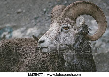 Close up of curious ram View Large Photo Image Stock Image - Close up of curious ram. Fotosearch