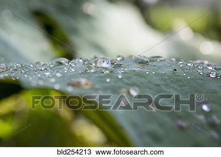 Stock Image - Close up of dew on green leaf. Fotosearch