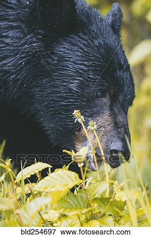Close up of face of wet bear eating foliage View Large Photo Image Stock Photo - Close up of face of wet bear eating foliage. Fotosearch