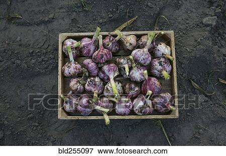 Close up of garlic in basket View Large Photo Image Stock Photo - Close up of garlic in basket. Fotosearch