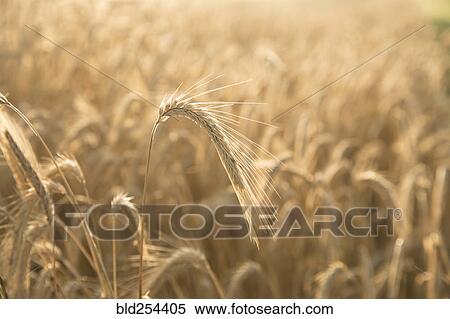 Close up of golden wheat View Large Photo Image Stock Photography - Close up of golden wheat. Fotosearch