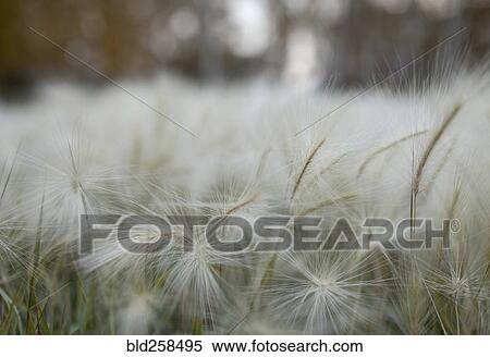 Close up of hay seeds View Large Photo Image Stock Photography - Close up of hay seeds. Fotosearch