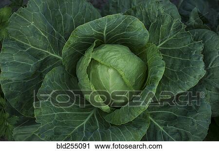 Stock Image - Close up of lettuce. Fotosearch