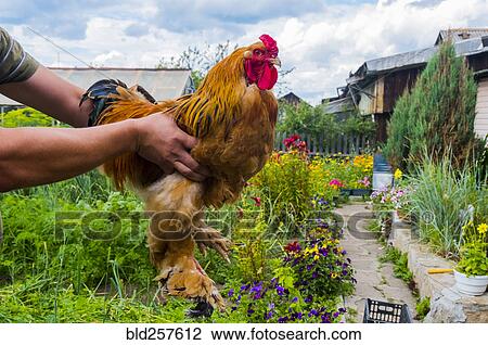 Stock Image - Close up of man holding rooster on farm. Fotosearch