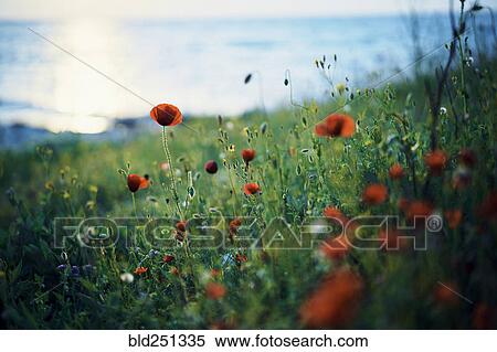 Stock Photography - Close up of poppy field. Fotosearch