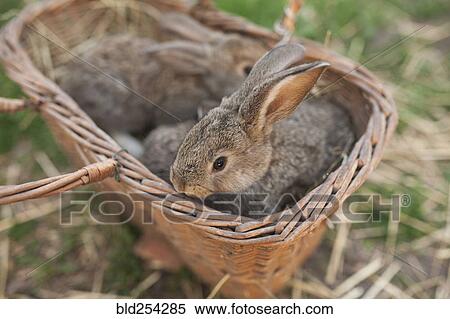 Stock Photography - Close up of rabbits in basket. Fotosearch