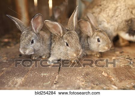 Picture - Close up of rabbits on wooden floor. Fotosearch