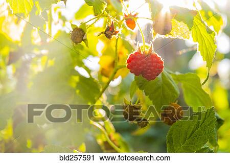 Stock Image - Close up of raspberries ripening. Fotosearch