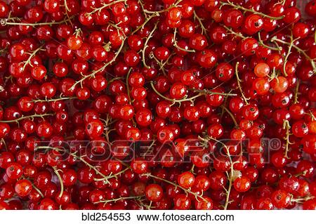 Stock Image - Close up of red berries. Fotosearch