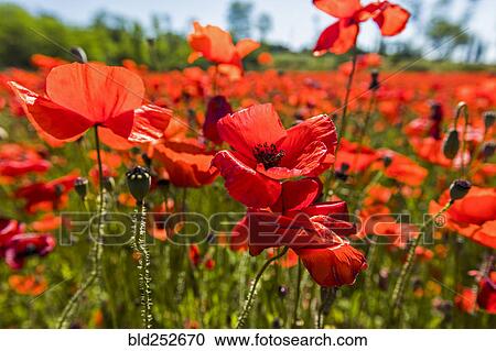 Close up of red flowers View Large Photo Image Stock Image - Close up of red flowers. Fotosearch