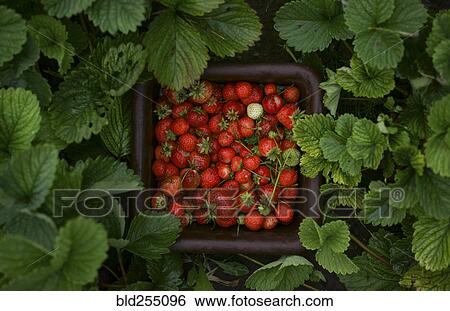 Close up of strawberries in basket View Large Photo Image Stock Photograph - Close up of strawberries in basket. Fotosearch