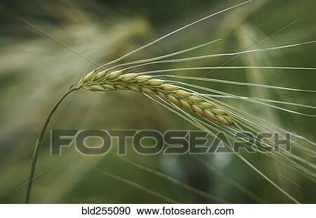 Close up of wheat View Large Photo Image Stock Image - Close up of wheat. Fotosearch