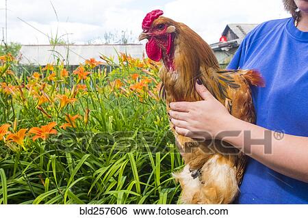Stock Photograph - Close up of woman holding rooster on farm. Fotosearch