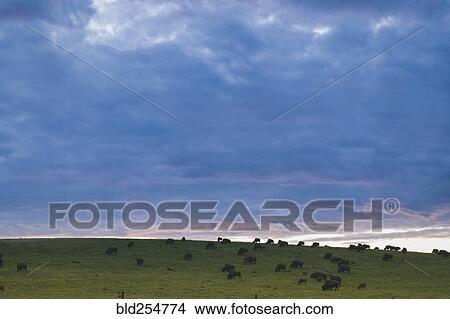 Picture - Clouds over bison grazing in field. Fotosearch