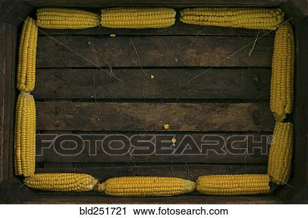 Corn on cob lining wooden box View Large Photo Image Stock Image - Corn on cob lining wooden box. Fotosearch