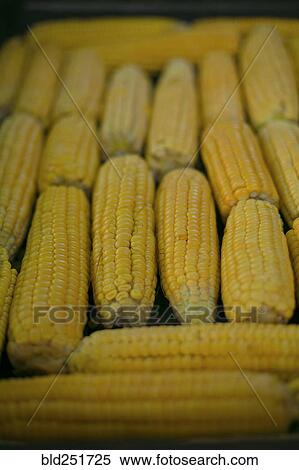 Stock Photography - Corn on cob. Fotosearch