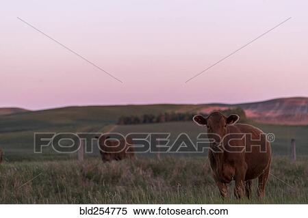 Stock Photography - Cows in pasture. Fotosearch