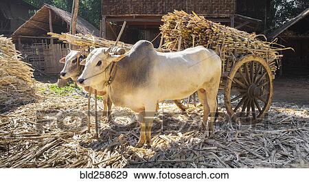 Cows pulling cart of bamboo View Large Photo Image Stock Photo - Cows pulling cart of bamboo. Fotosearch