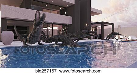 Stock Photo - Crocodiles in luxury swimming pool. Fotosearch