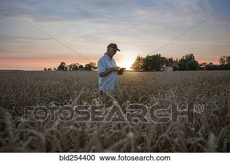 Distant Caucasian man using digital tablet in field of wheat View Large Photo Image Stock Image - Distant Caucasian man using digital tablet in field of wheat. Fotosearch