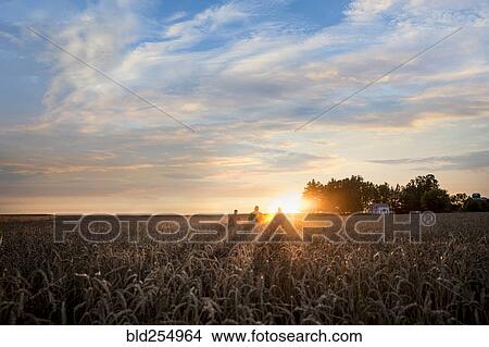 Distant Caucasian men in field of wheat at sunset View Large Photo Image Picture - Distant Caucasian men in field of wheat at sunset. Fotosearch