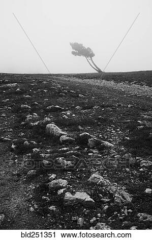Stock Image - Distant tree in rocky field. Fotosearch