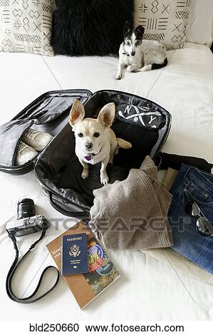 Stock Image - Dog sitting in suitcase on bed. Fotosearch