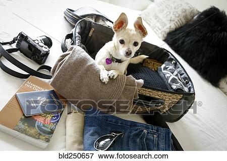 Stock Photo - Dog sitting in suitcase on bed. Fotosearch